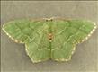 1669 (70.305) Common Emerald